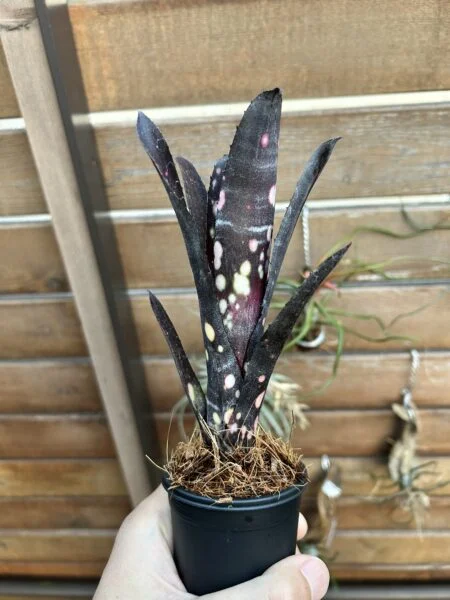 ビルベルギア　キャンベイ　ブラック