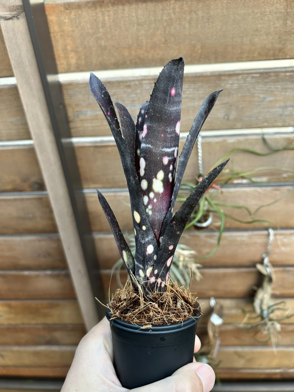 ビルベルギア　キャンベイ　ブラック