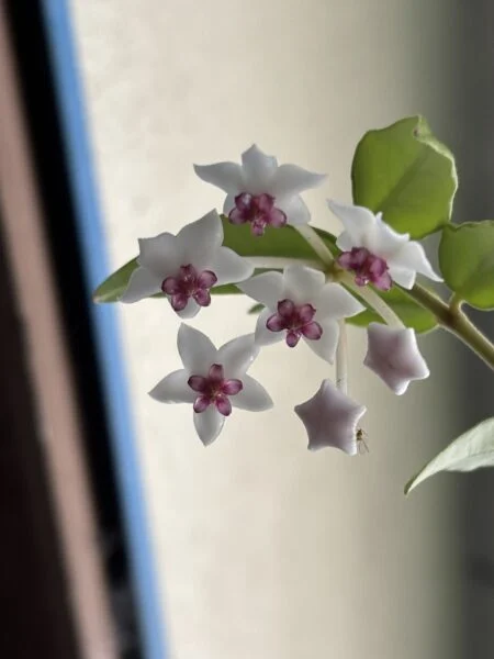 ホヤ　ベラ　セブンスター　花
