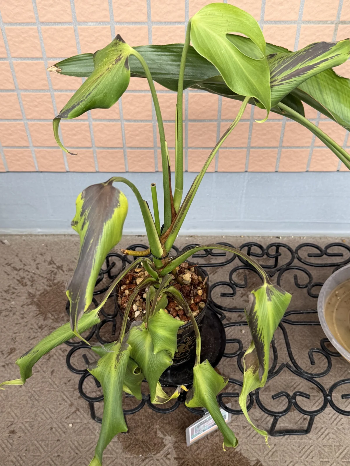 モンステラ バールマルクスフレーム