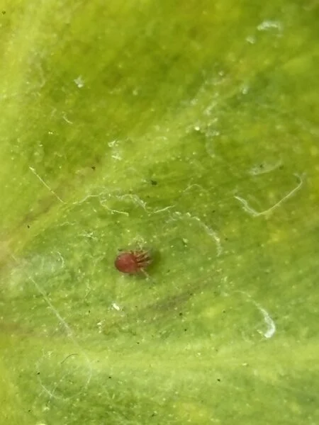 フィロデンドロン　ゴールデンザナドゥ　害虫3-1拡大