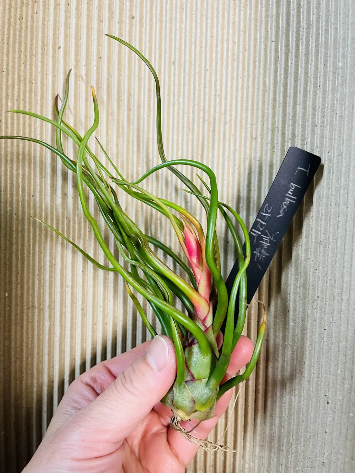 ティランジア ブルボーサ 神楽 花芽