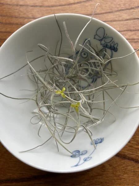 ウスネオイデス 花