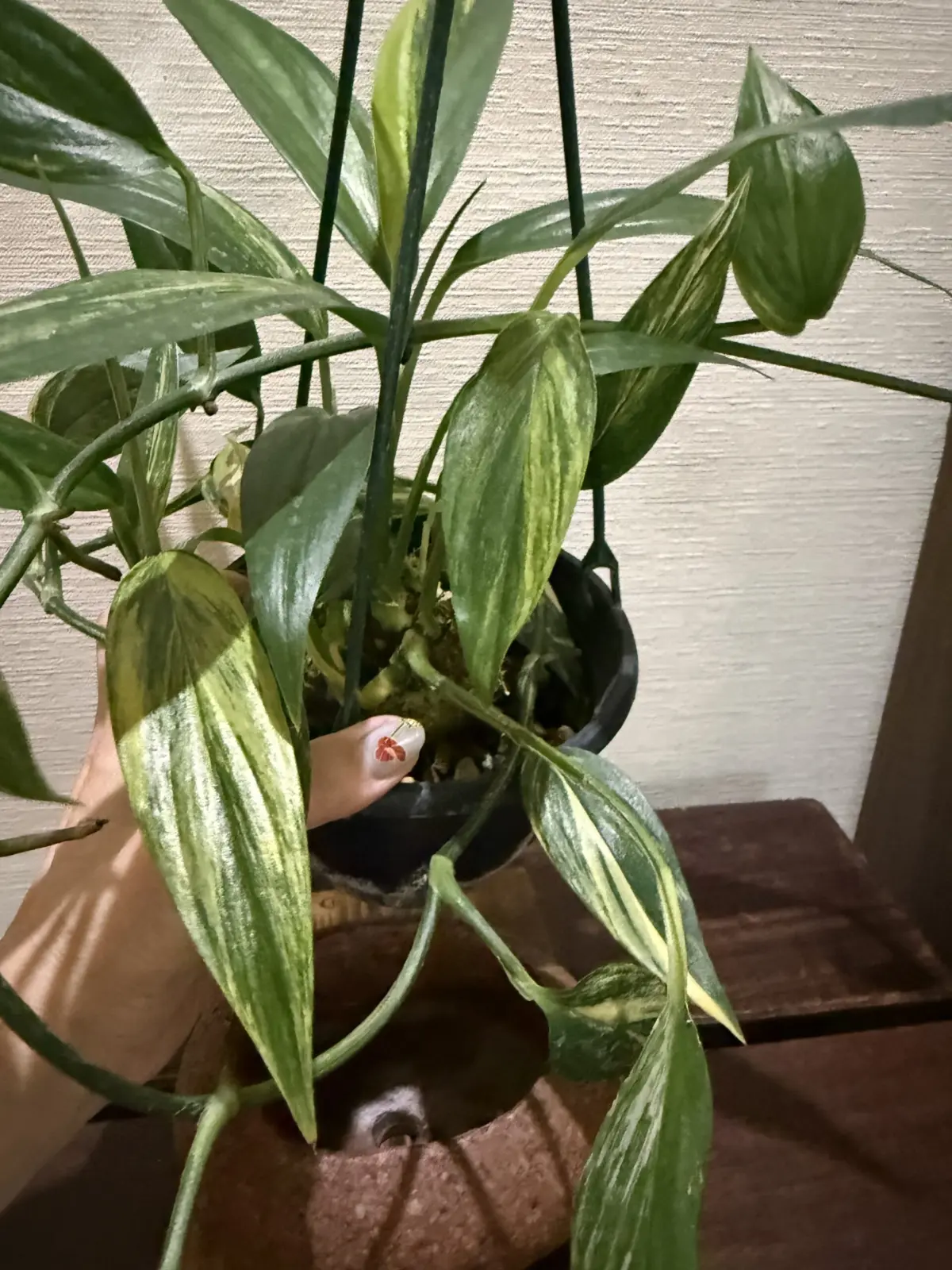 エピプラム　シルバーストライプ　斑入り