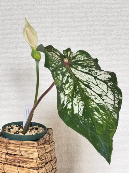 カラジウム ナックノーンチャイシーガール 花