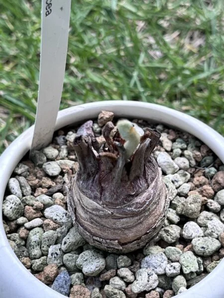 ザミア フルフラセア ソテツ 新芽