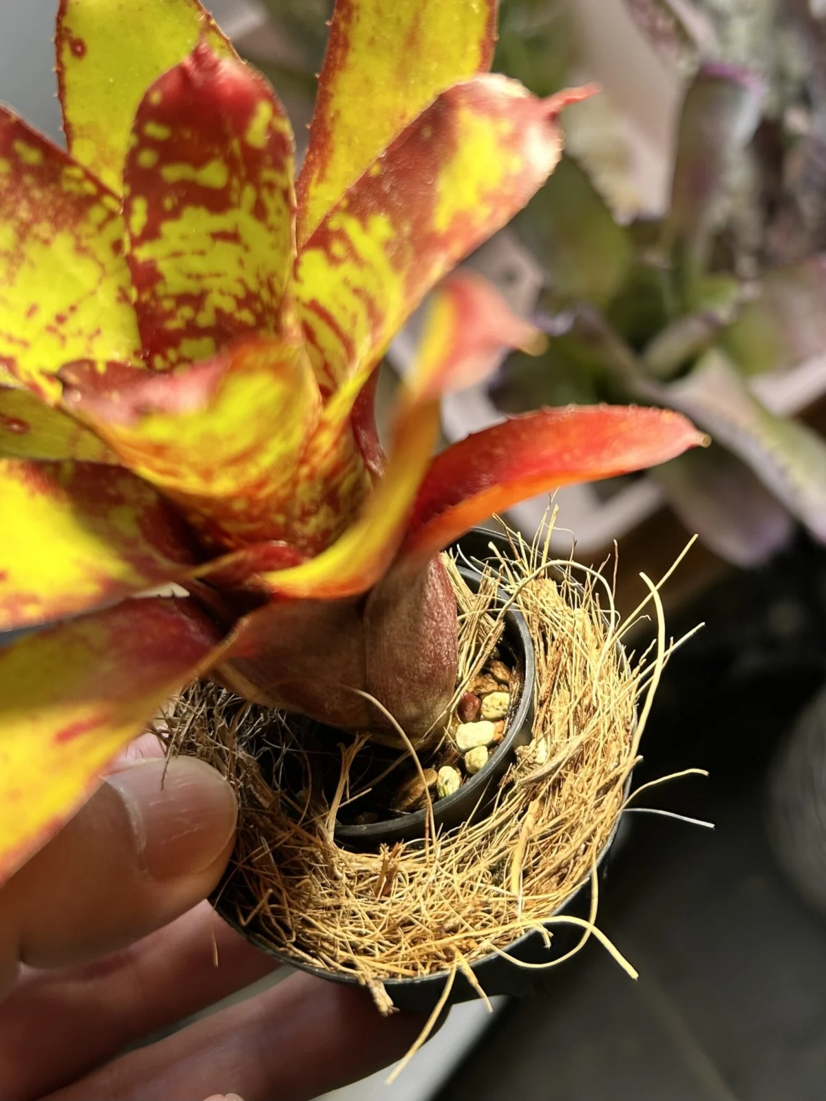 ネオレゲリア　オーストラリアンペッパー　子株