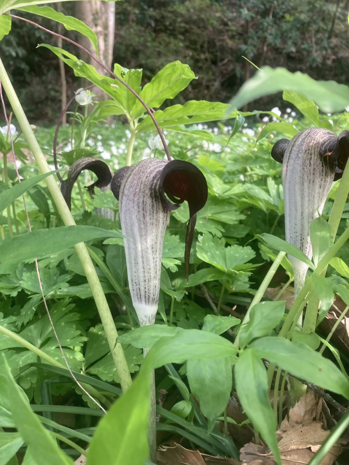 ウラシマソウ　花