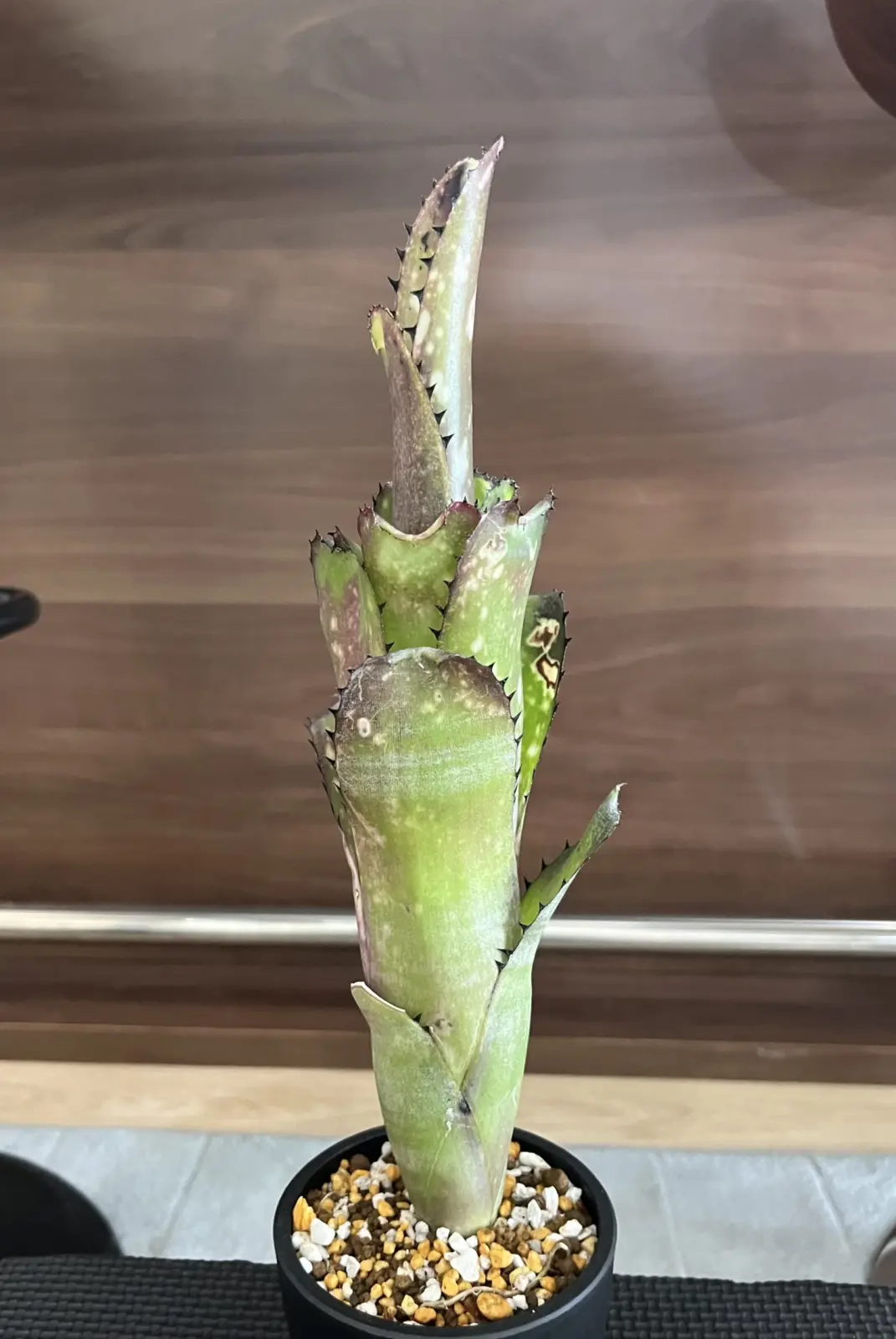 ビルベルギア　カハカイ