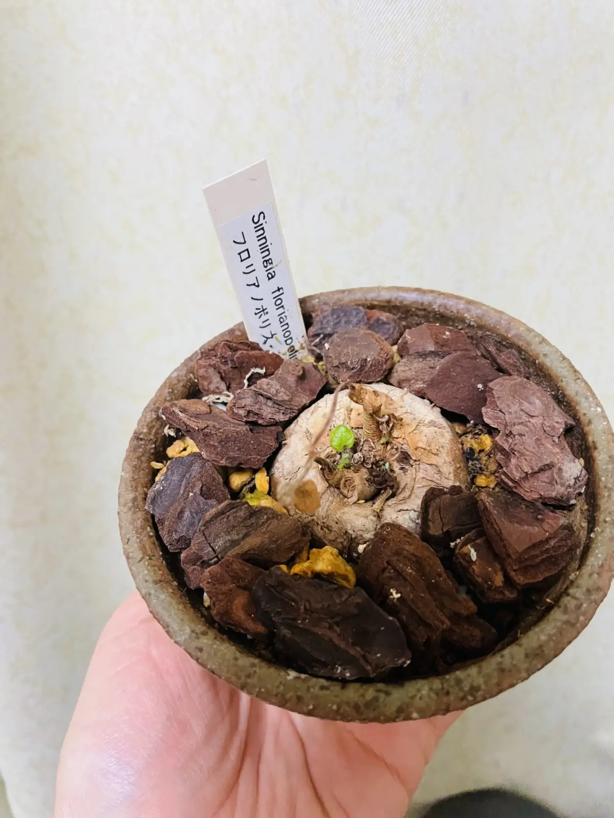 塊根植物　フロリアノポリス　新芽