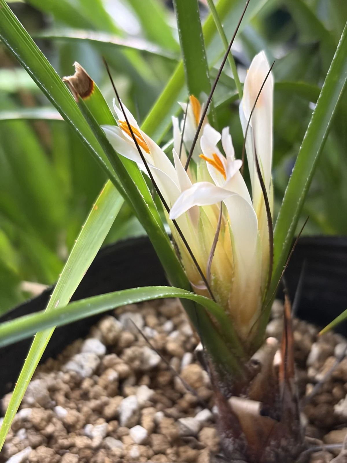 ピトカイルニア　ヘテロフィラ　ホワイトフラワー