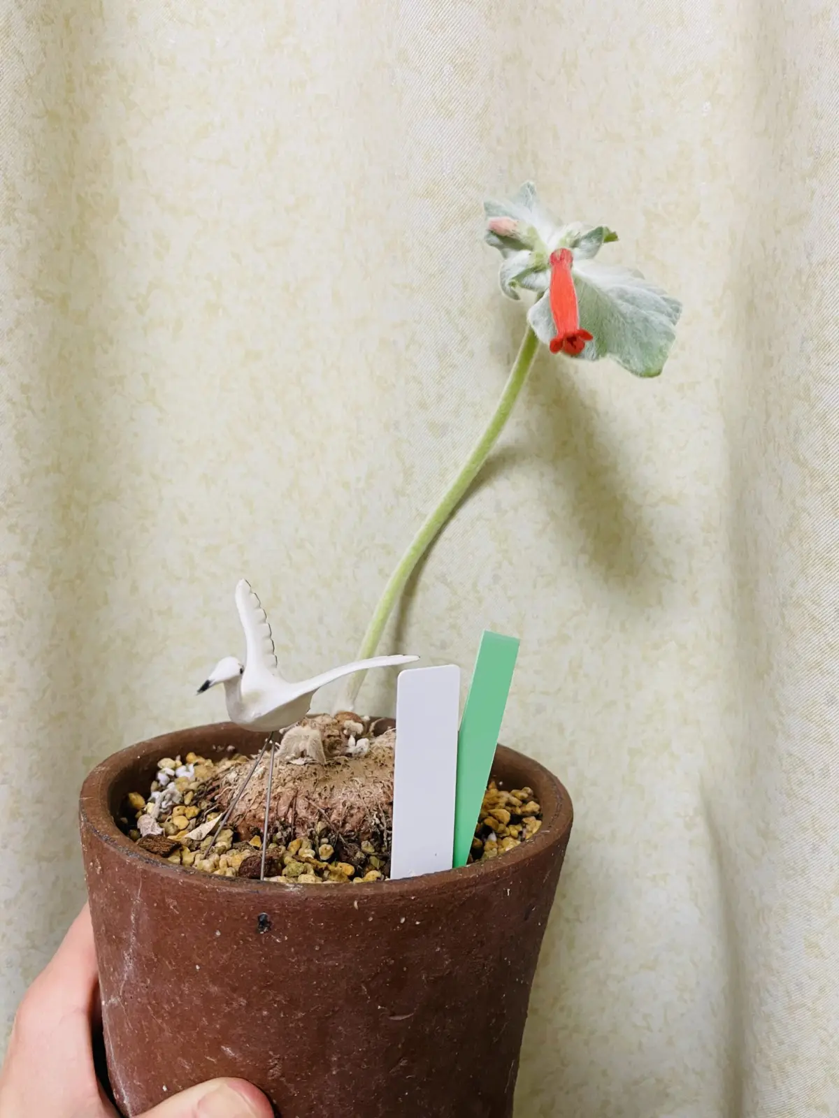 断崖の女王　花