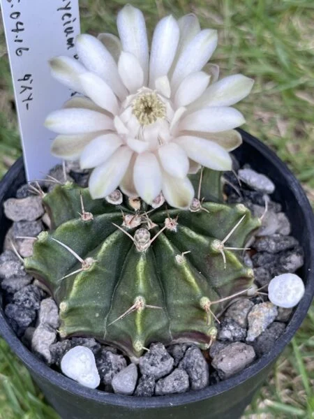 ギムノカリキウム 牡丹玉 サボテン 花 100均