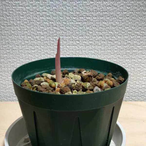 アグラオネマ レッドゴールド タケノコ1