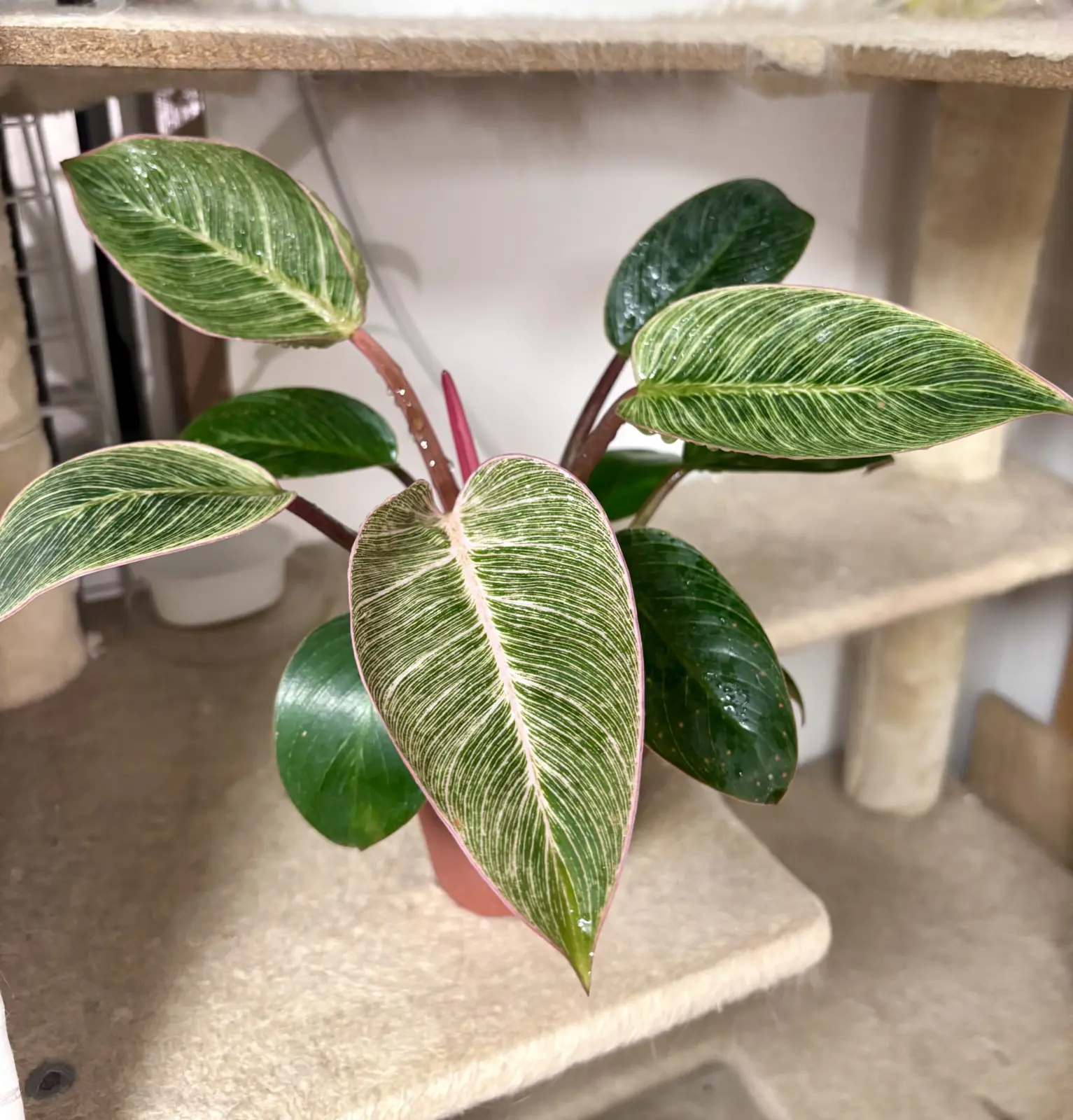 フィロデンドロン　ピンクバーキン