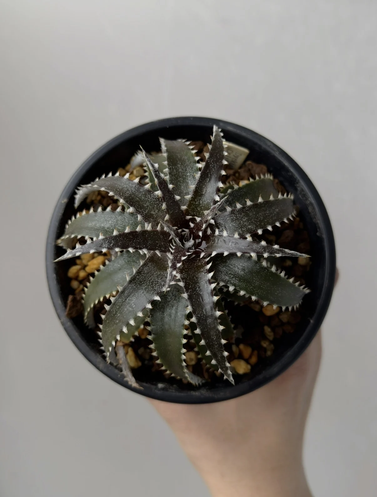 ディッキア カリフォルニア