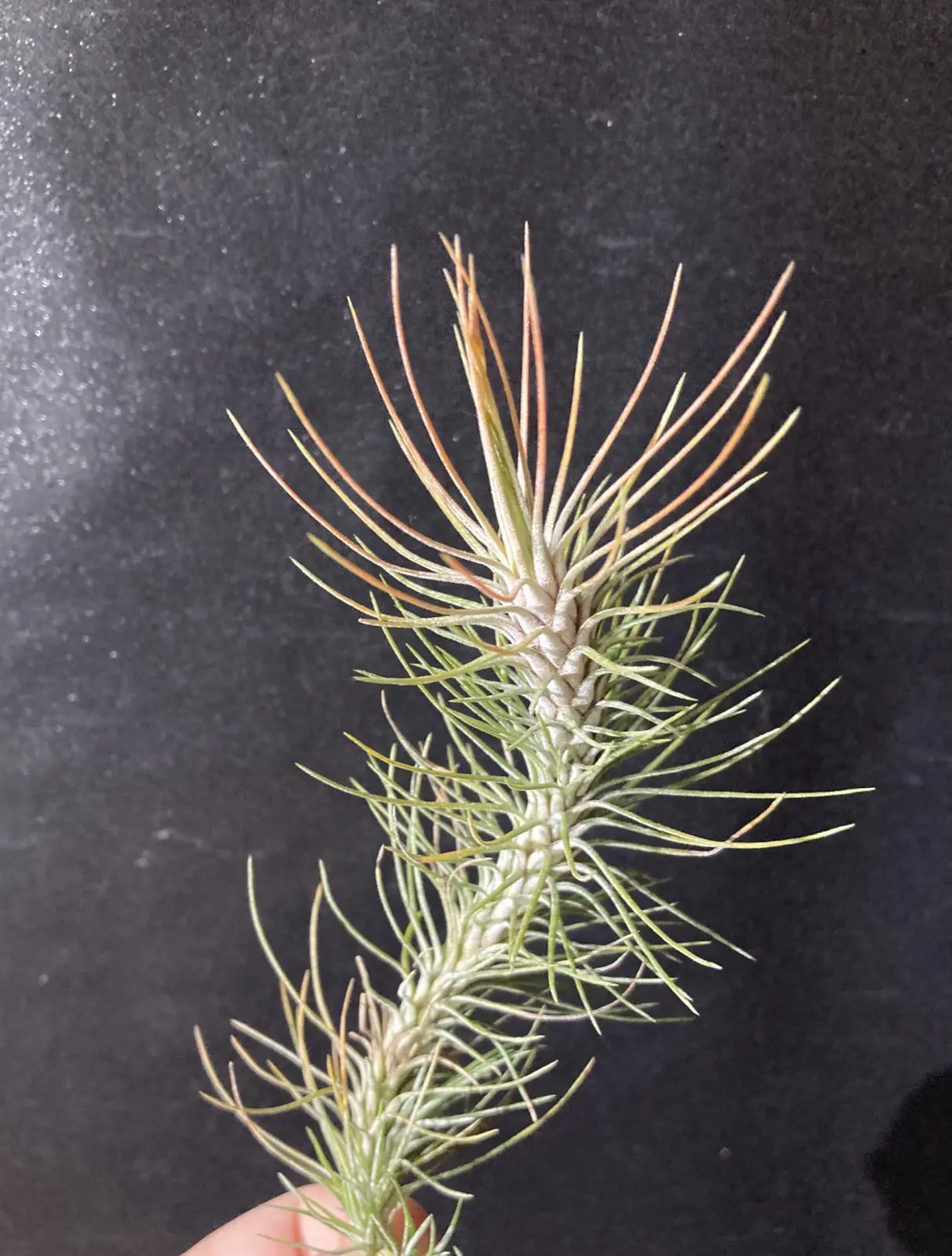 ティランジア フンキアナ var. レクルビフォリア