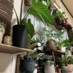 maiko.plants_sonminのアバター