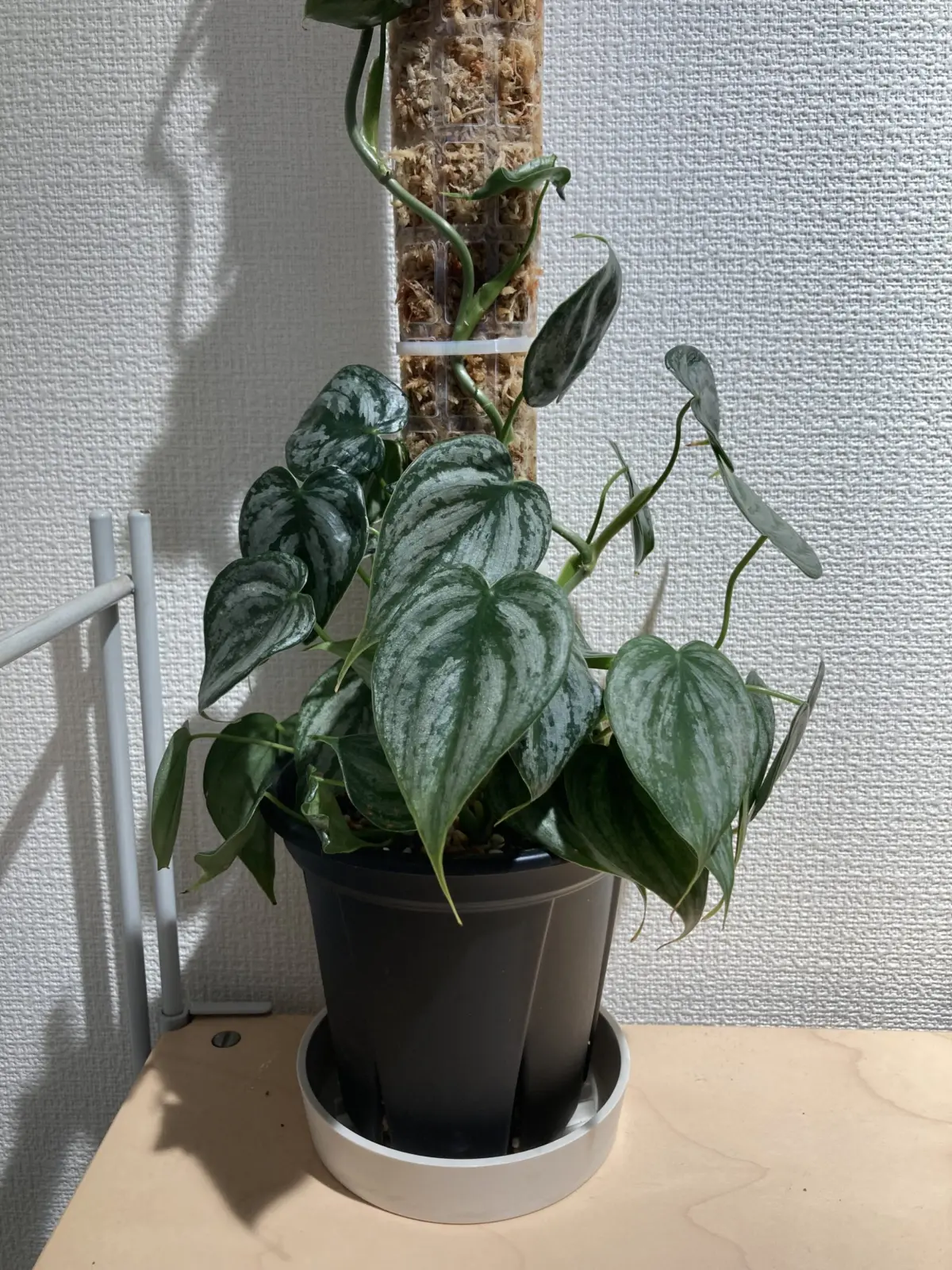 フィロデンドロン ブランティアナム