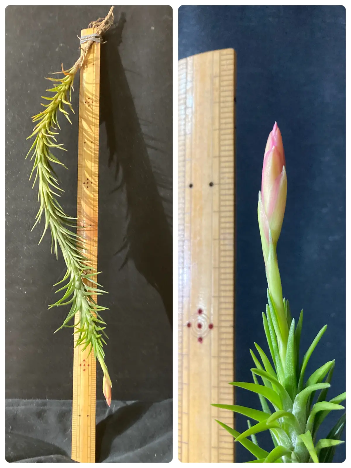 ティランジア アラウジェイ 長いやつ 花芽付き