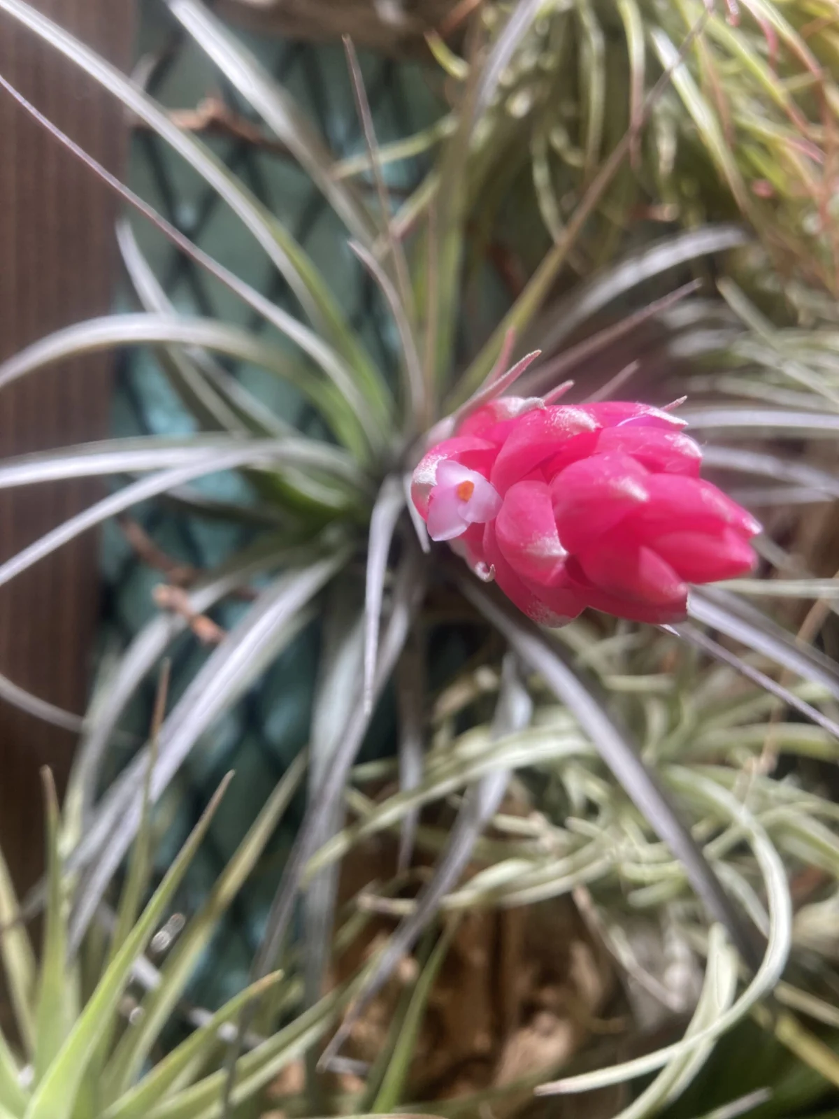 ティランジア　花　般若箱