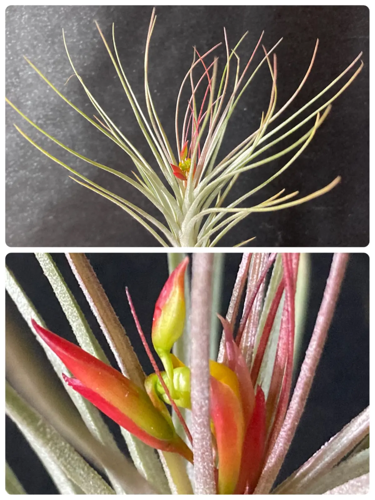 ティランジア シーディアナ×フンキアナ 花芽付き