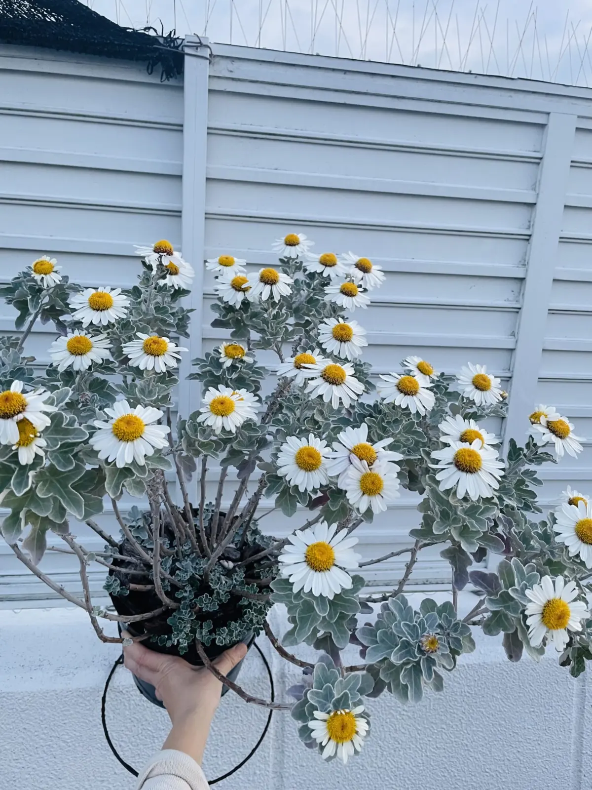 シロタエギク 花