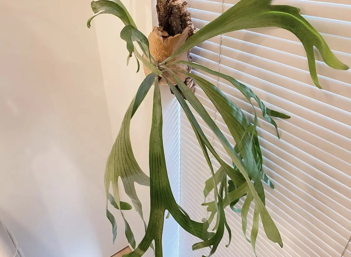 ビカクシダ　ネザーランド