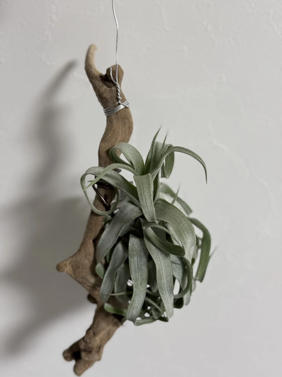 ティランジア　ストレプトフィラ