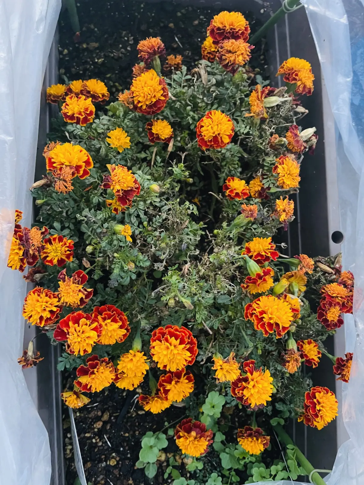 マリーゴールド 花