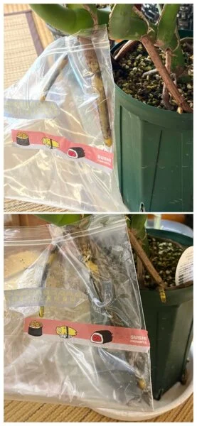 モンステラ　デリシオーサ　タウエリ　パルテノン　もどき