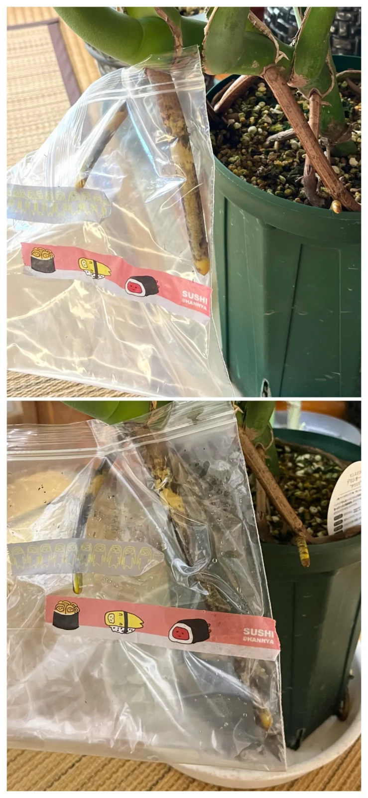 モンステラ デリシオーサ タウエリ パルテノン もどき