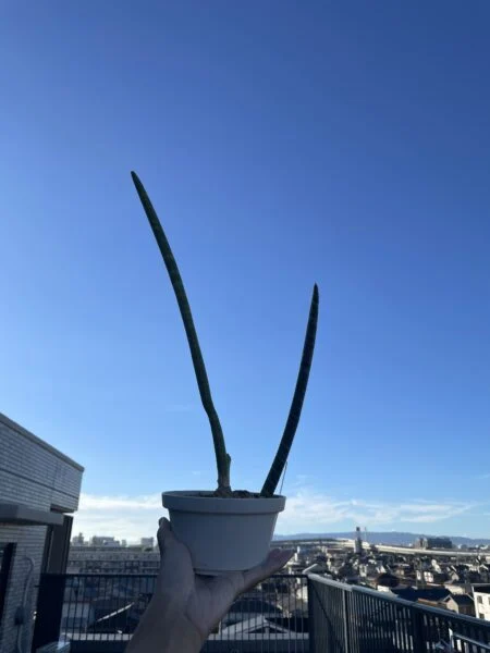 サンセベリア　スタッキー