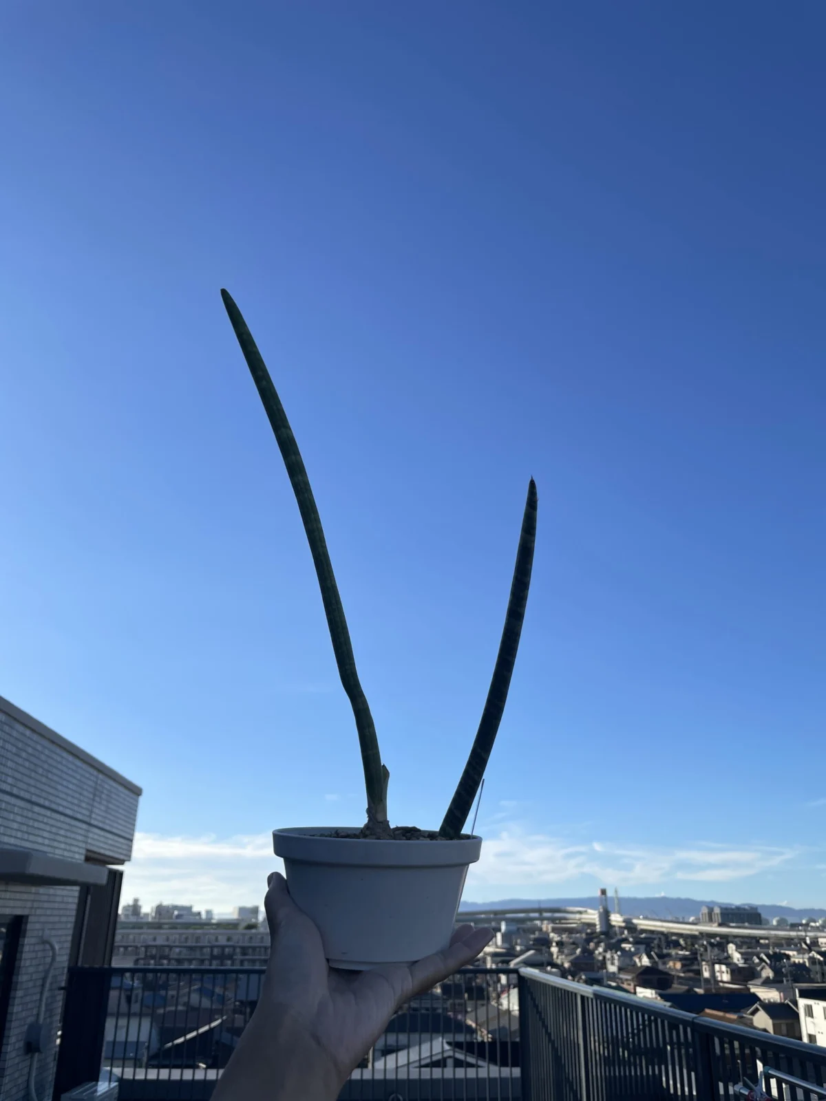 サンセベリア スタッキー