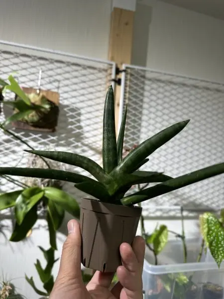 サンセベリア 札落ち 水苔植え