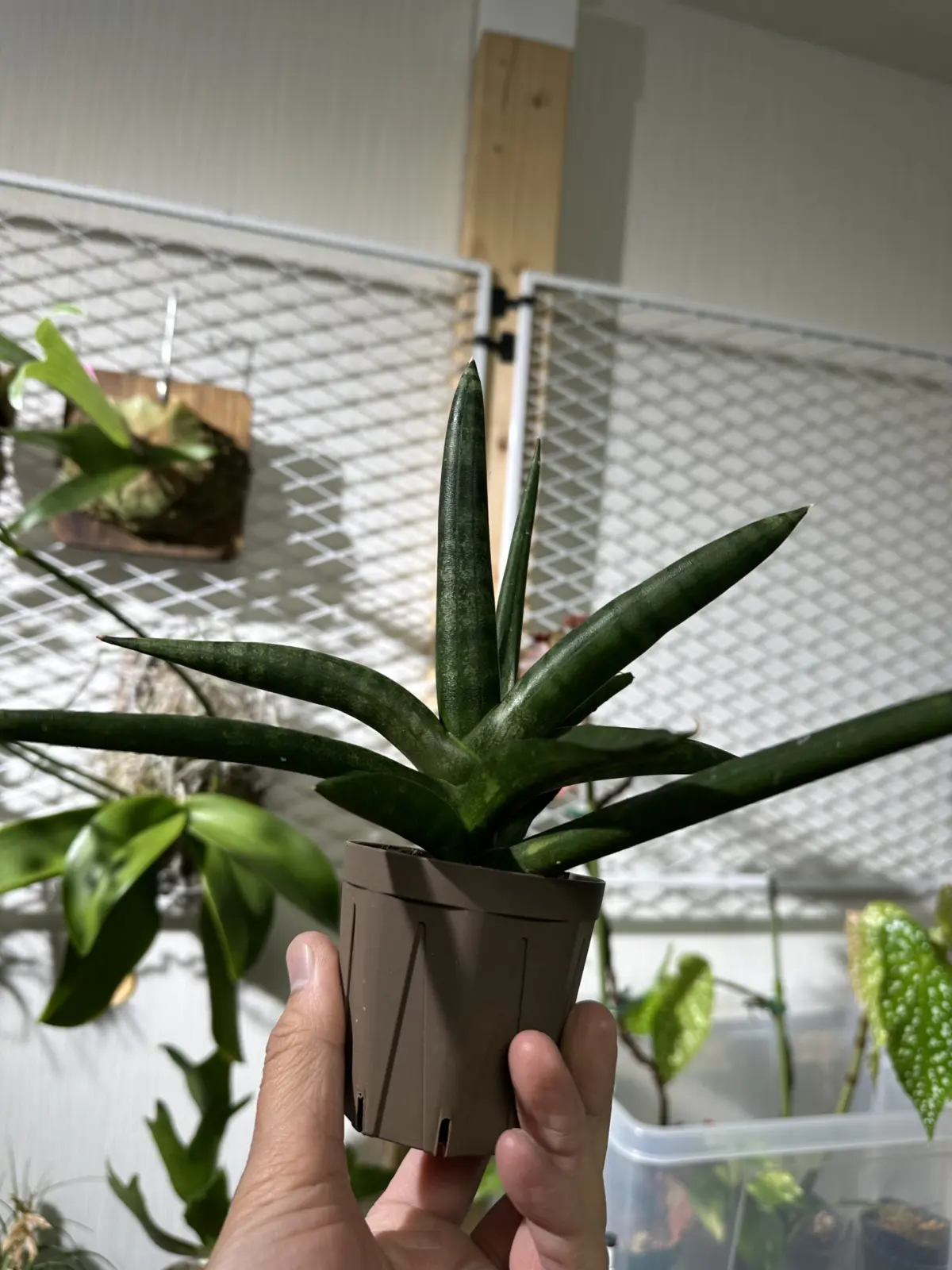 サンセベリア 札落ち 水苔植え