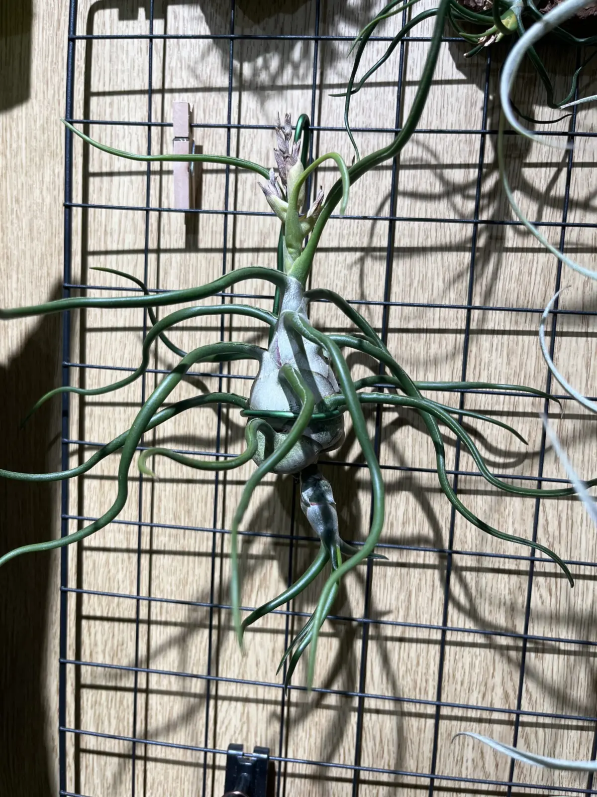 ティランジア　ブルボーサ　ジャイアント