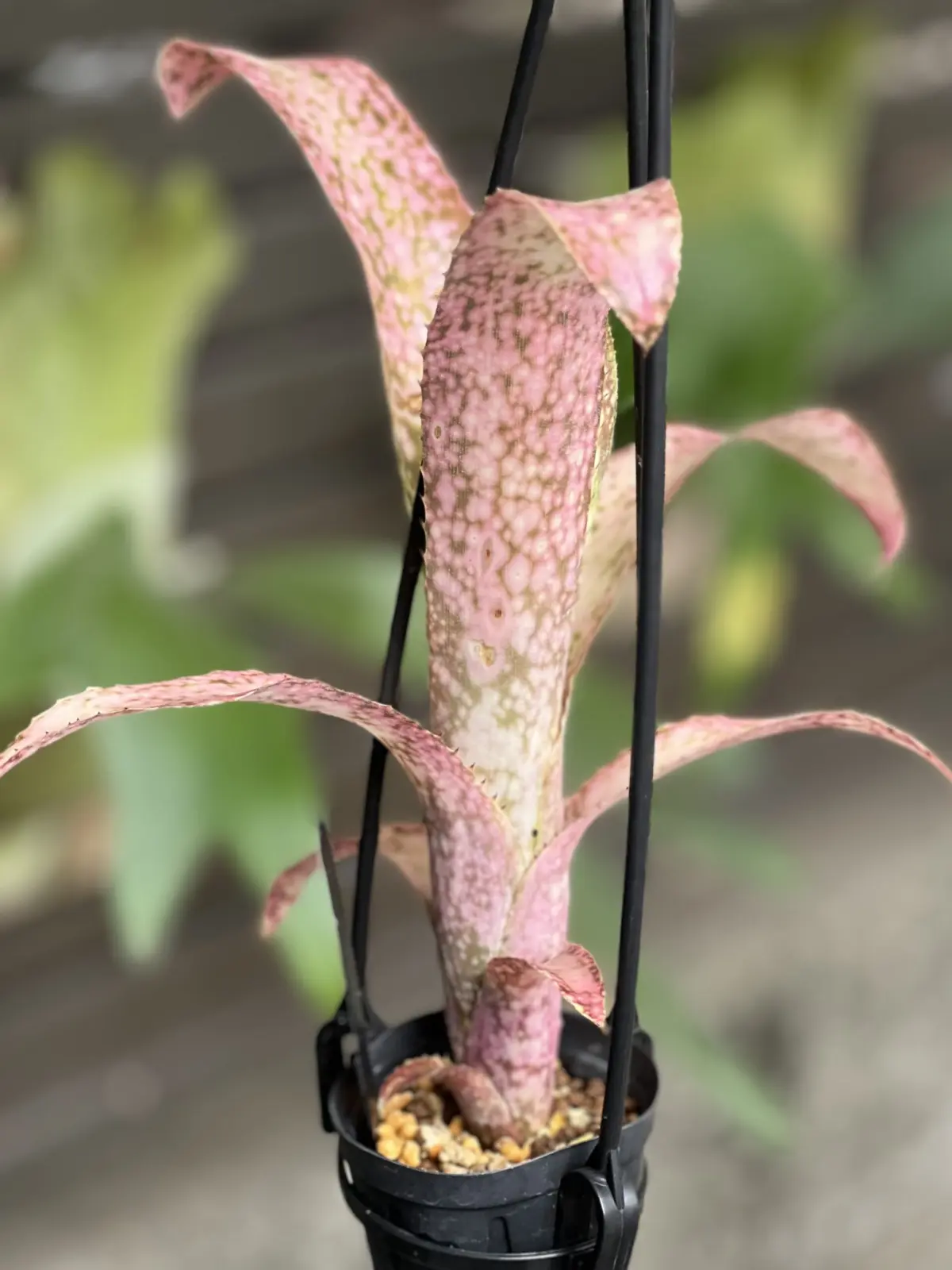 ビルベルギア　フラアウワナ