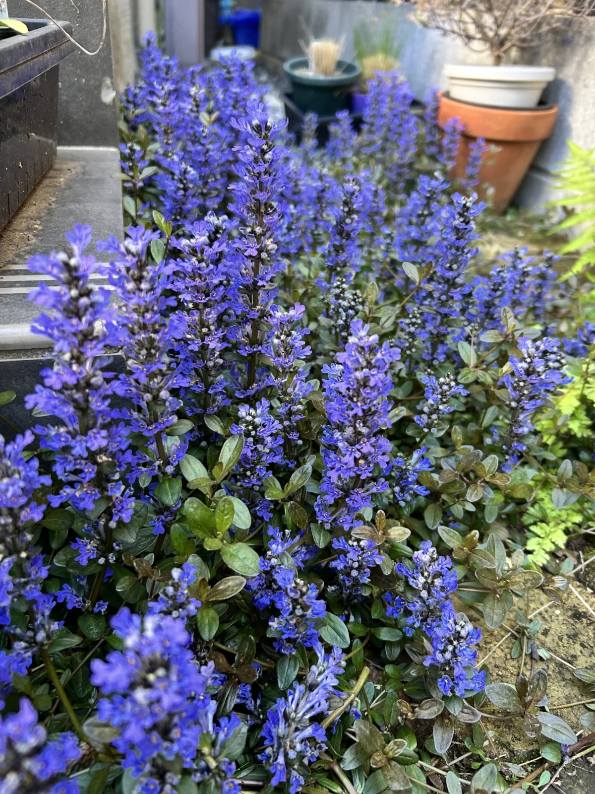 アジュガ　チョコレートチップ