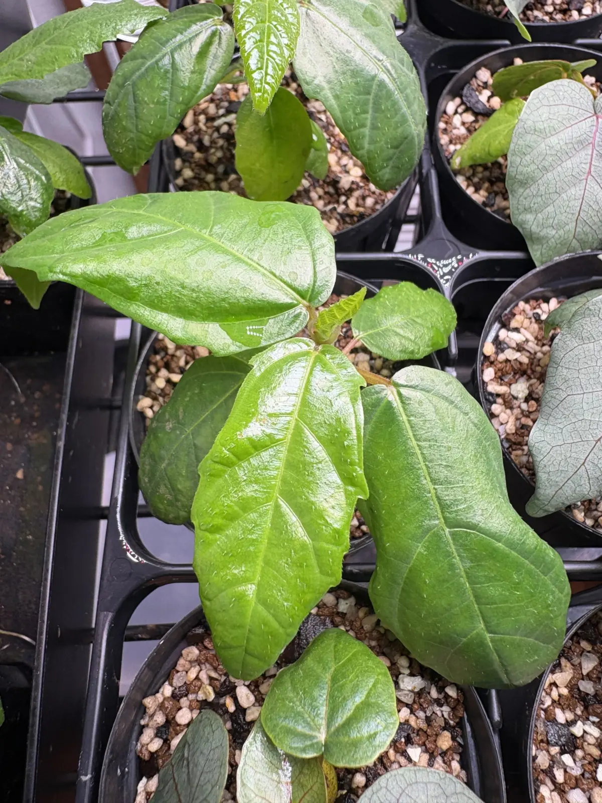 フィカス　アブチリフォリア　実生