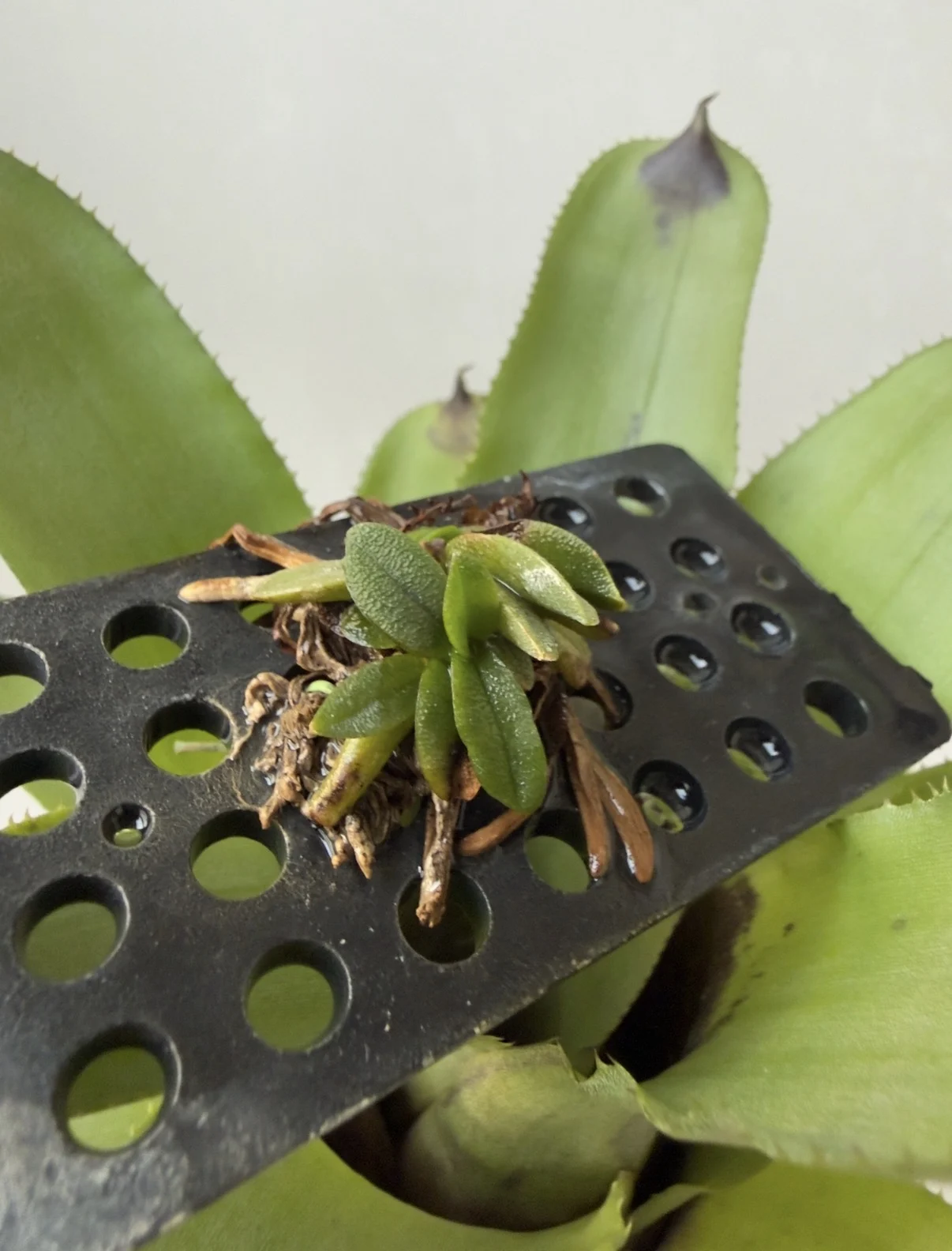 ショエノルキス フレグランス