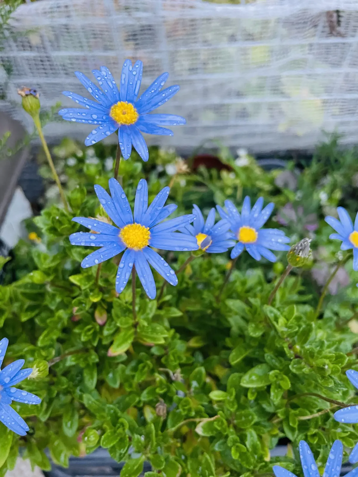 ブルーデージー 花