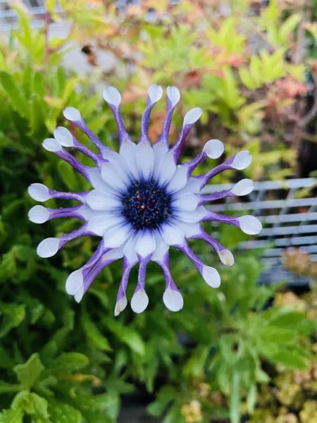 オステオスペルマム　サニーフィリップ　花