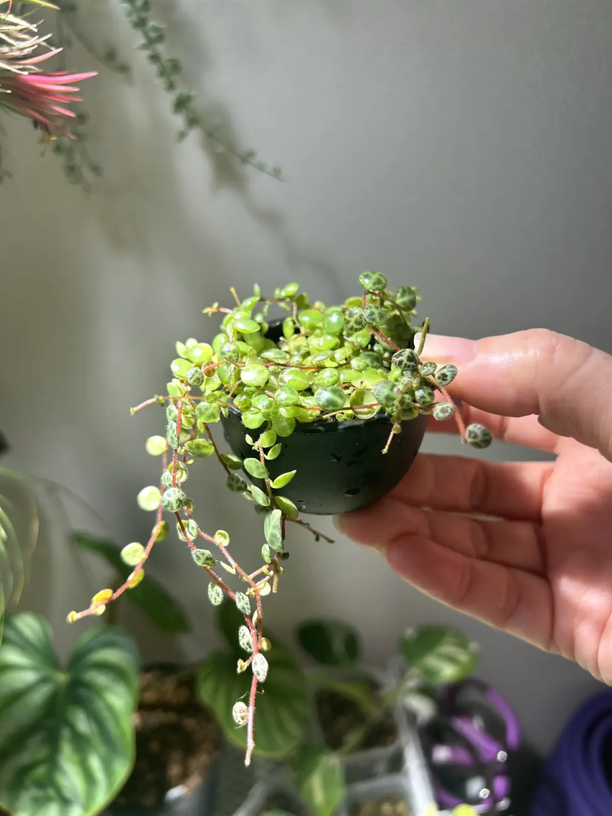 ペペロミア プロストラータ(別名 ペペロミア タートル)