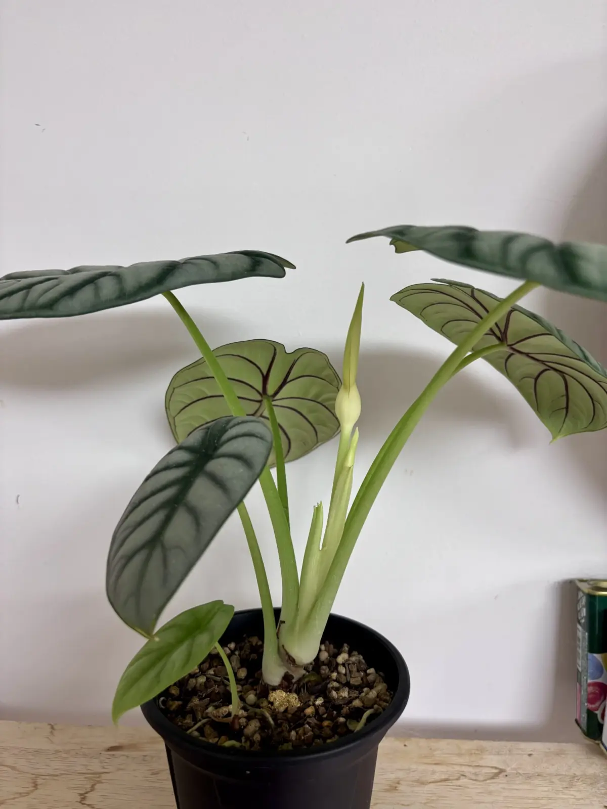 アロカシア　シルバードラゴン