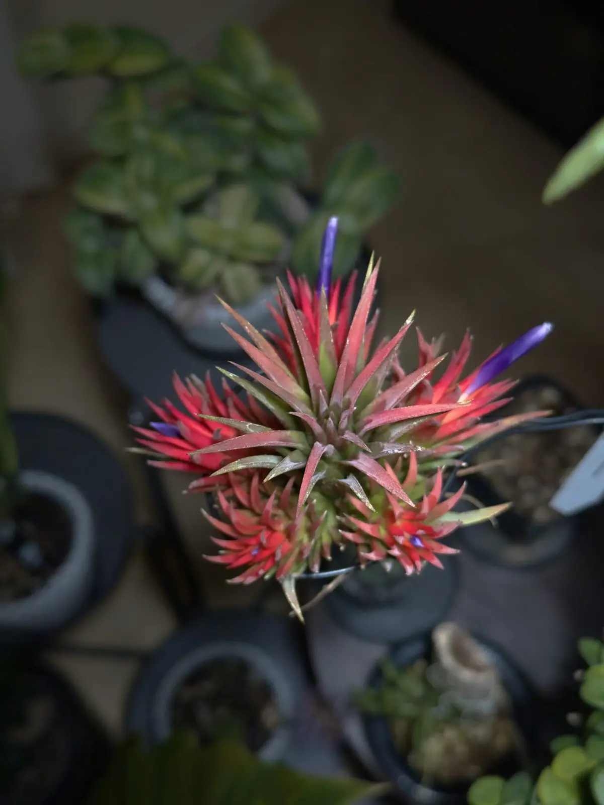 ティランジア イオナンタ フロムハワイ