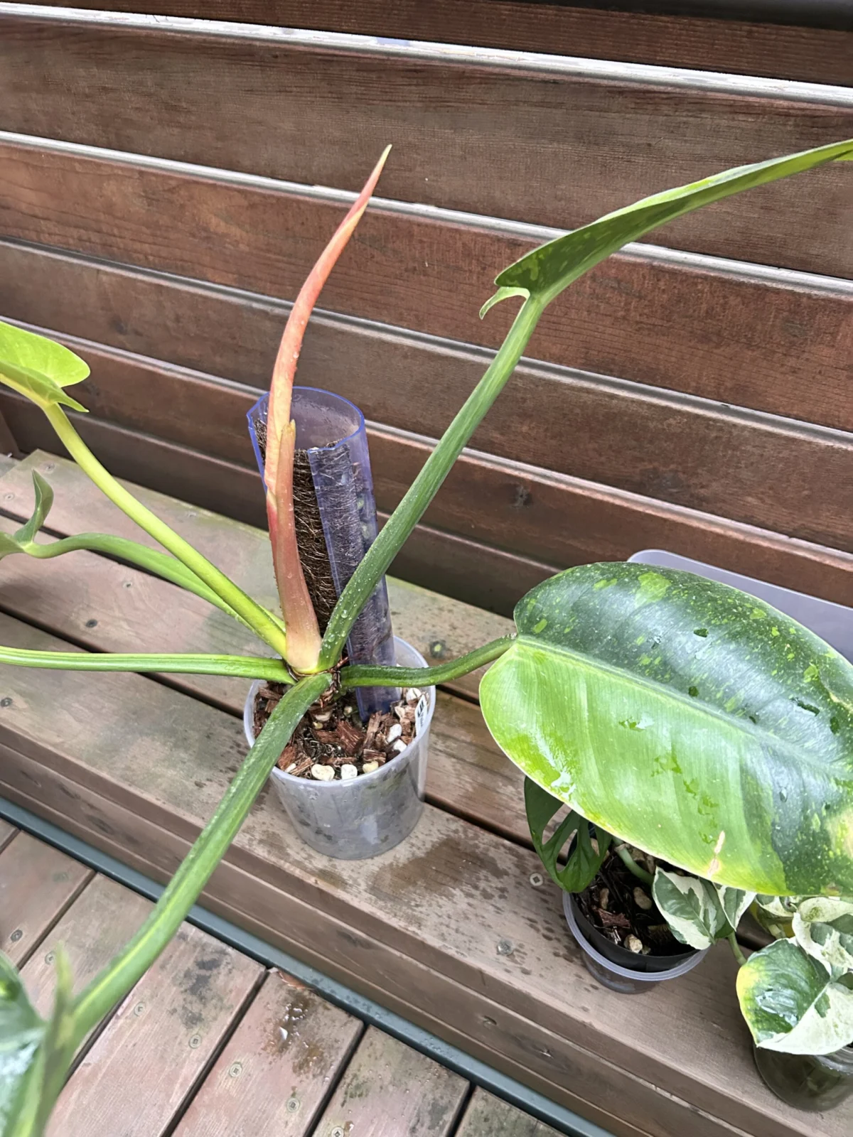 フィロデンドロン　グリーンコンゴ　バリアガータ