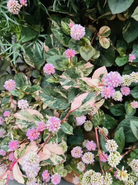 ポリゴナム　ピンクの斑入り　ヒメツルソバ　花