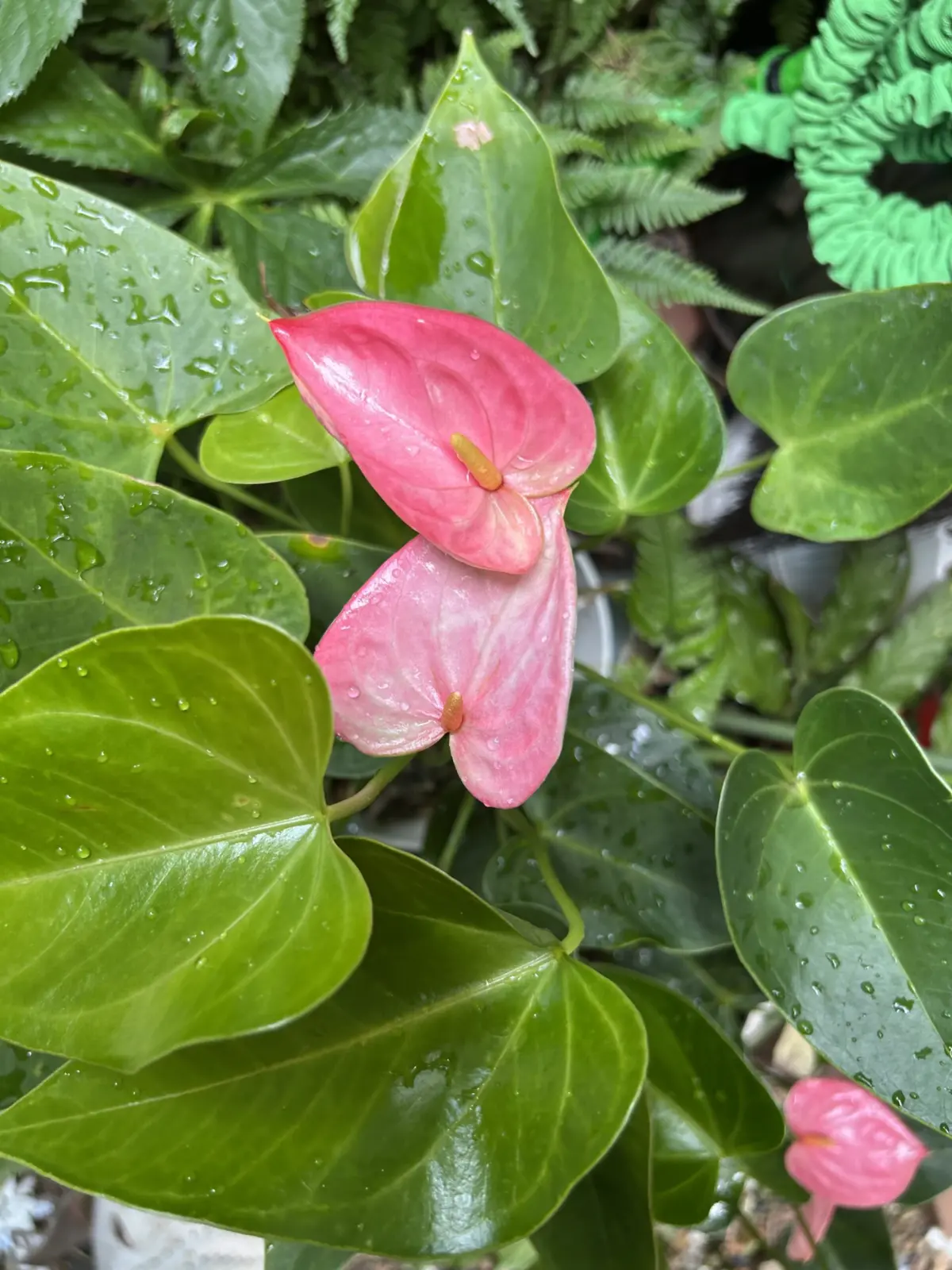アンスリウム　花