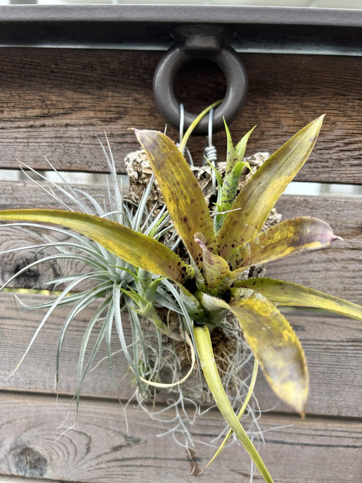 ネオレゲリア　パウシフローラ　など着生